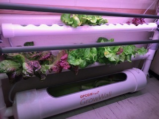 Hydroponic